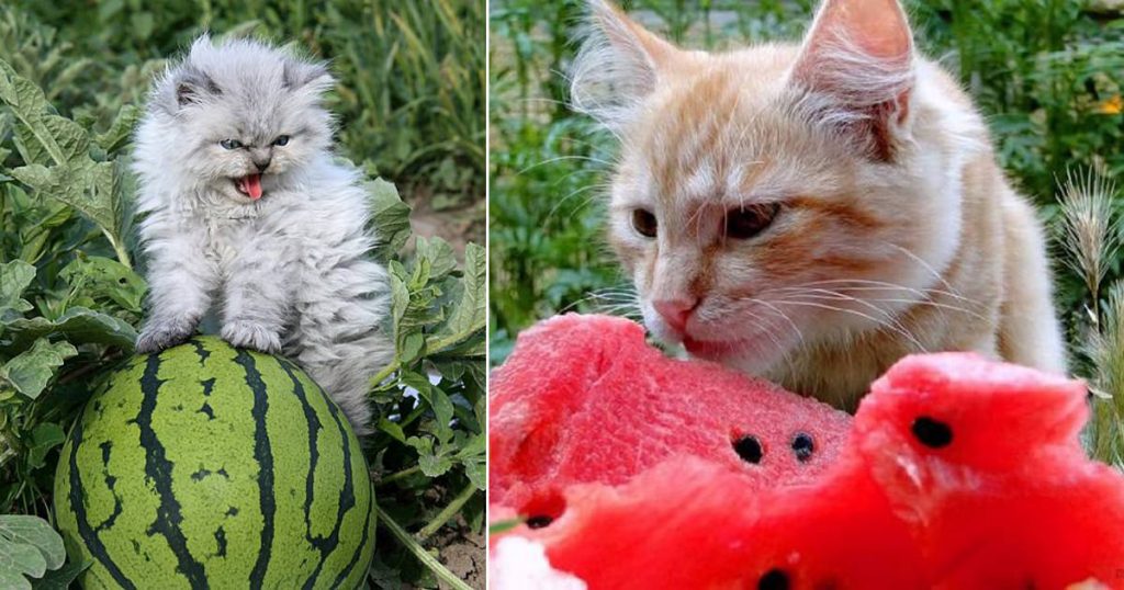 Can Cats Eat Watermelon? PetSchoolClassroom