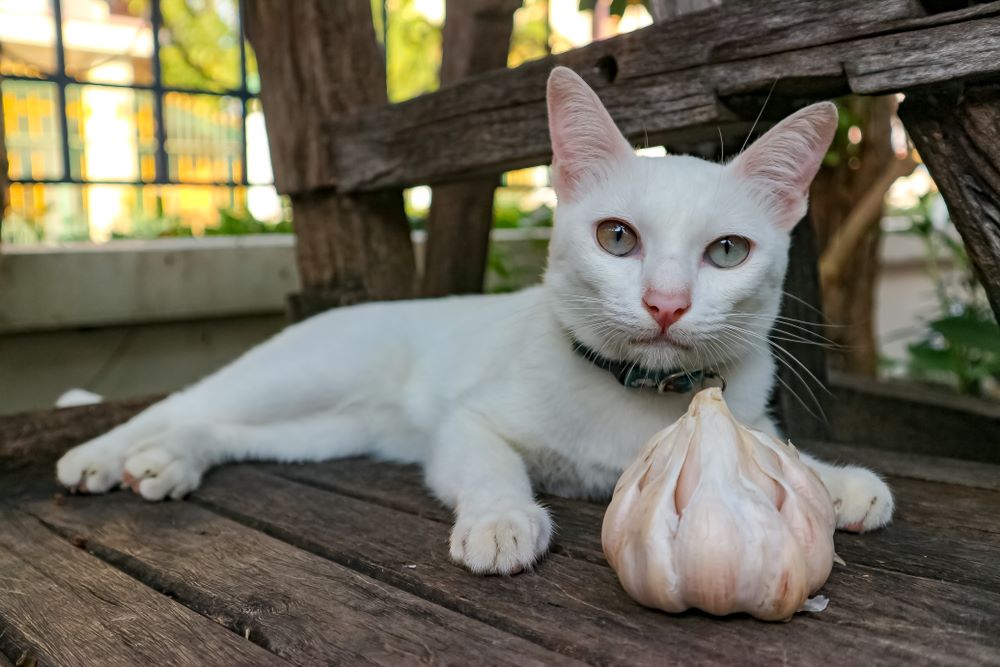 Can Cats eat Garlic? - PetSchoolClassroom