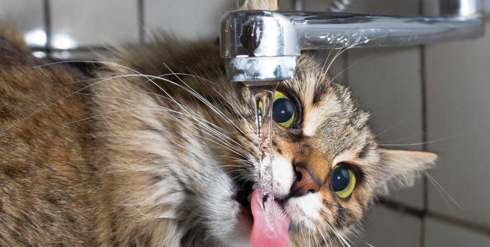Why is my cat Drinking a lot of Water? PetSchoolClassroom