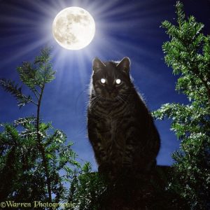 cory cats nocturnal cory cats nocturnal