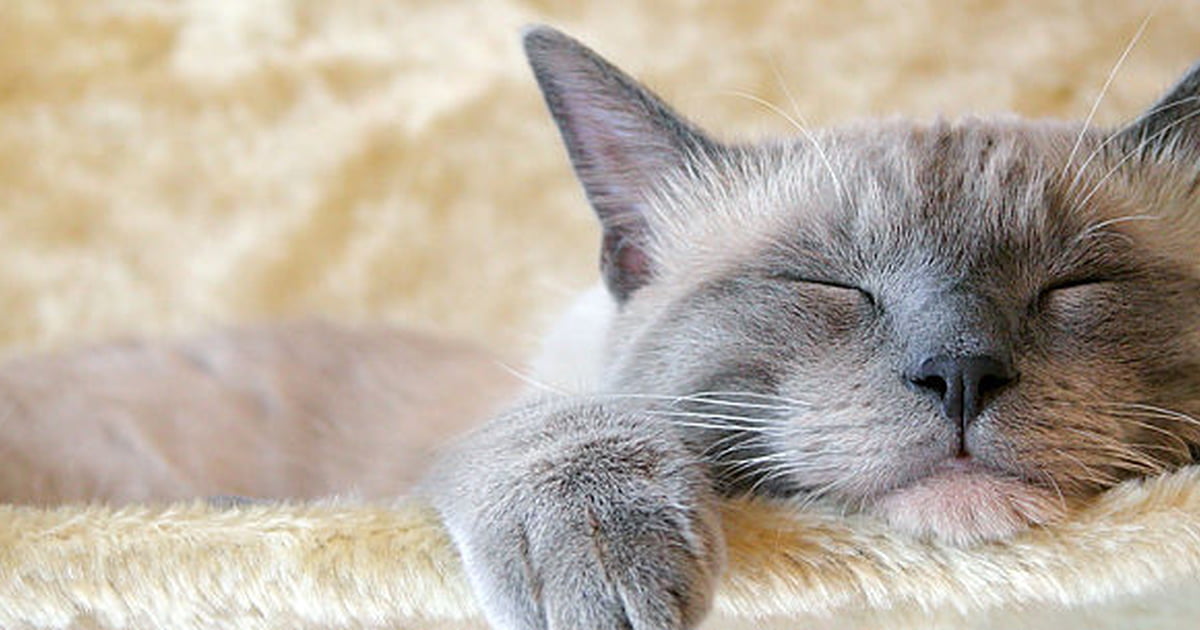 How Long do Cats Sleep at Night? PetSchoolClassroom