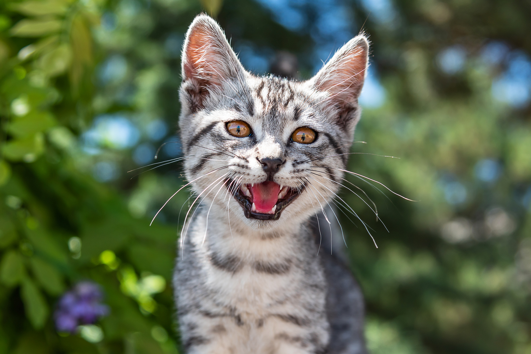 why-does-a-cat-meow-after-eating-petschoolclassroom