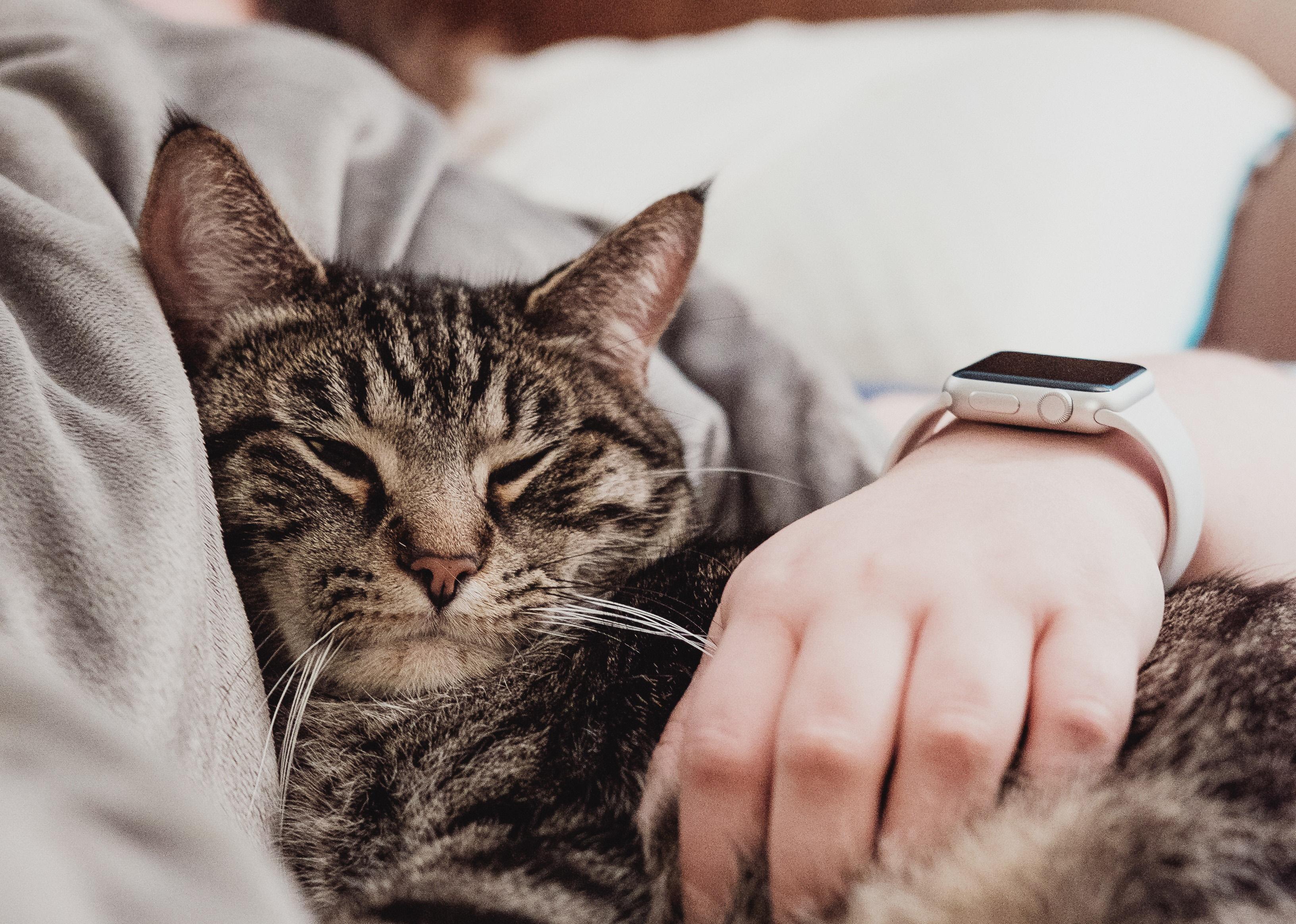 why-my-cat-sleeps-on-me-when-i-am-sick-petschoolclassroom