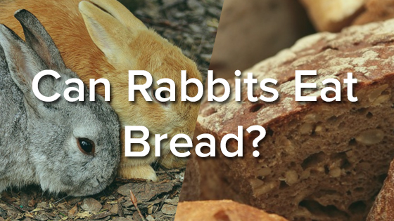 Can Rabbits Eat Bread? PetSchoolClassroom