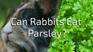 Can Rabbits Eat Parsley - PetSchoolClassroom