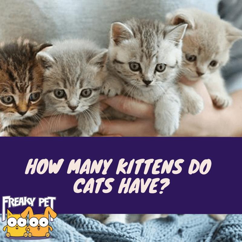How many kittens can a cat have? - PetSchoolClassroom