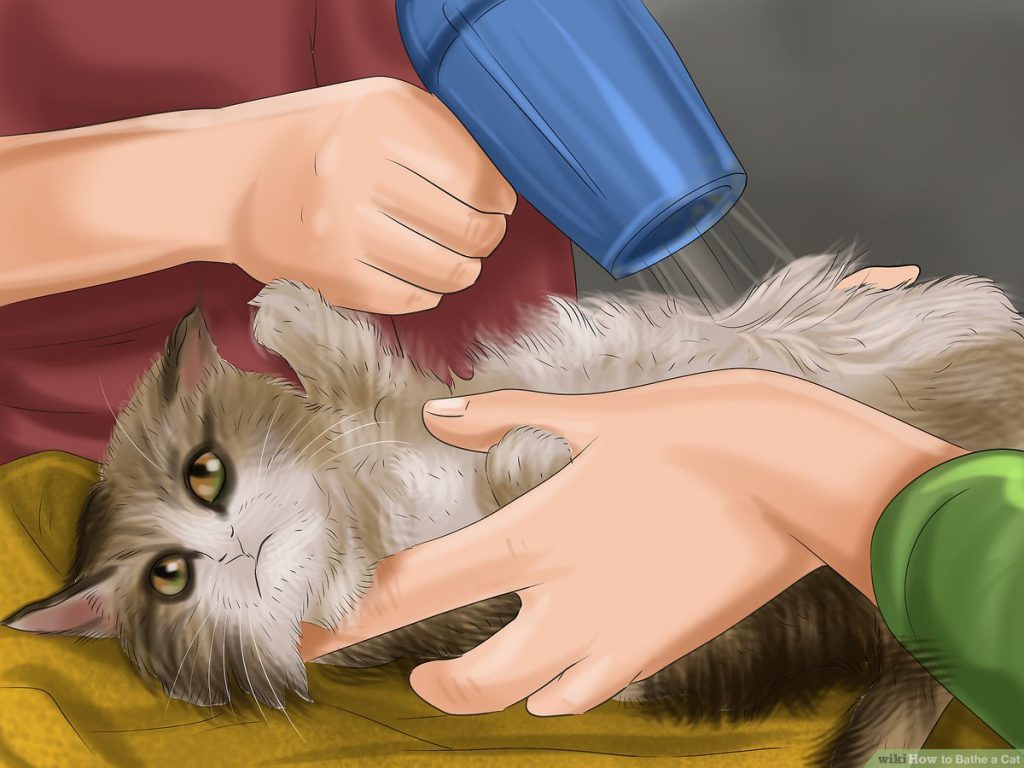 What Can I Use To Wash My Cat? PetSchoolClassroom