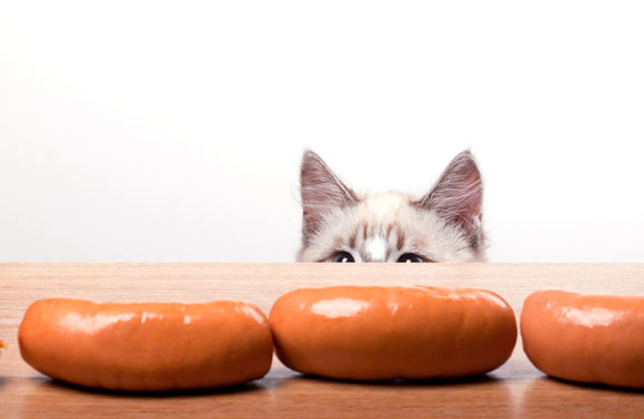 Can Cats Eat Sausage Patties