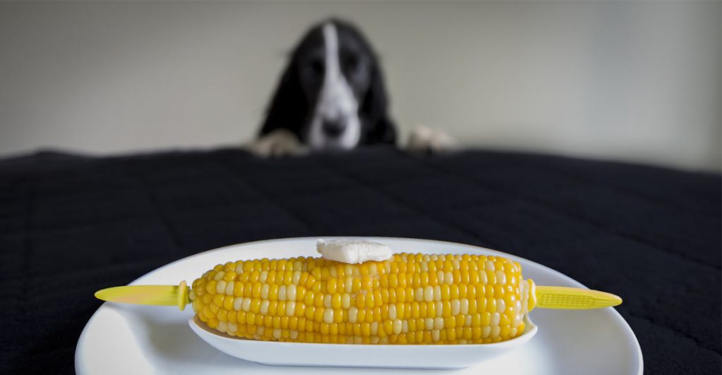 Can Dogs Eat Corn Cobs - PetSchoolClassroom