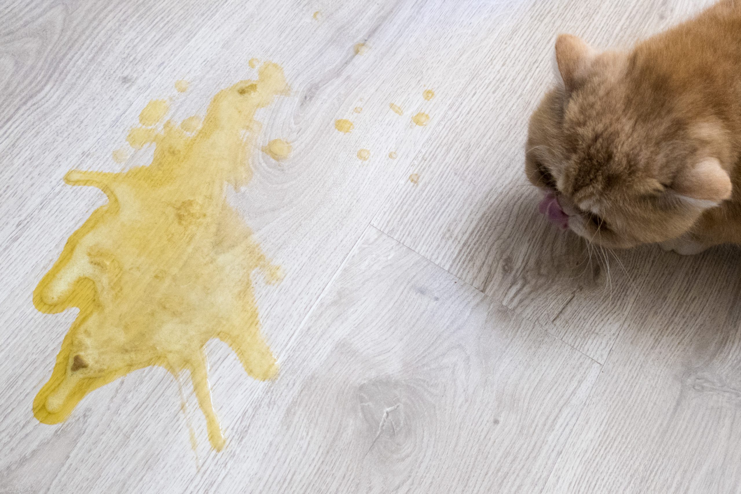 cat-vomiting-bright-yellow-liquid