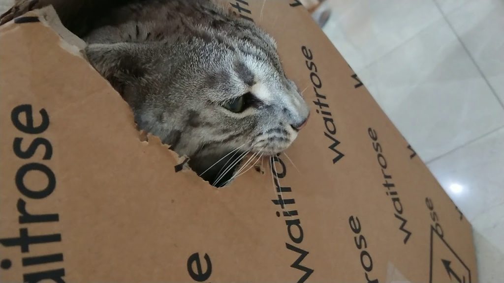 things for cats to chew on