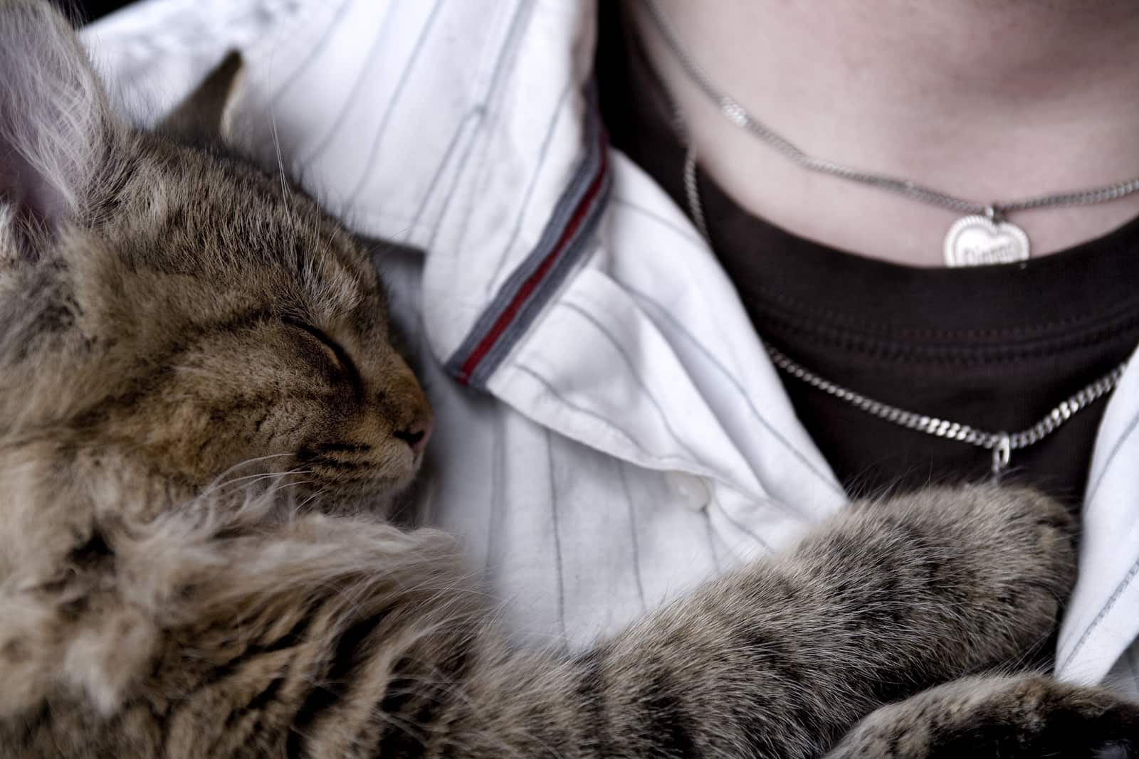 Why Does My Cat Sleep On My Chest? PetSchoolClassroom