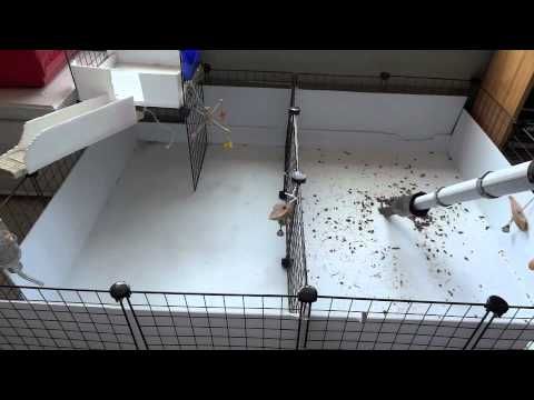 How to Clean dogs Cage? - PetSchoolClassroom