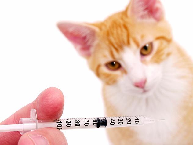 What vaccines do indoor cats need PetSchoolClassroom