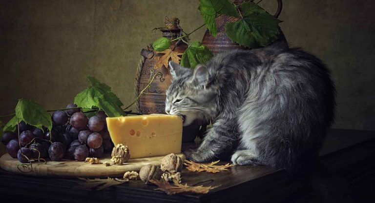 can cats eat Cheese?Is Cheese Bad for Cats? - PetSchoolClassroom