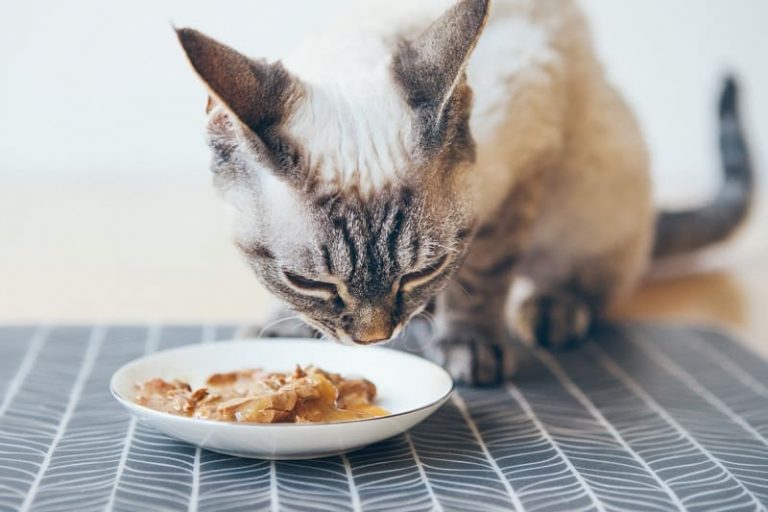 best wet food for finicky cats