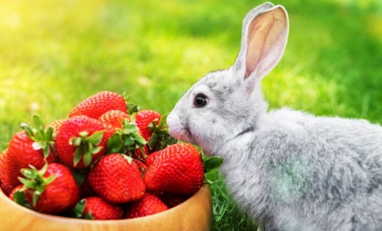 Can bunnies eat strawberries - PetSchoolClassroom