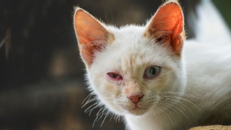 How to get rid of pink eye in cats - PetSchoolClassroom