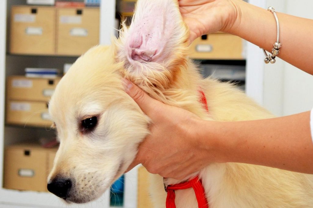 What Causes Ear Mites in Dogs? PetSchoolClassroom