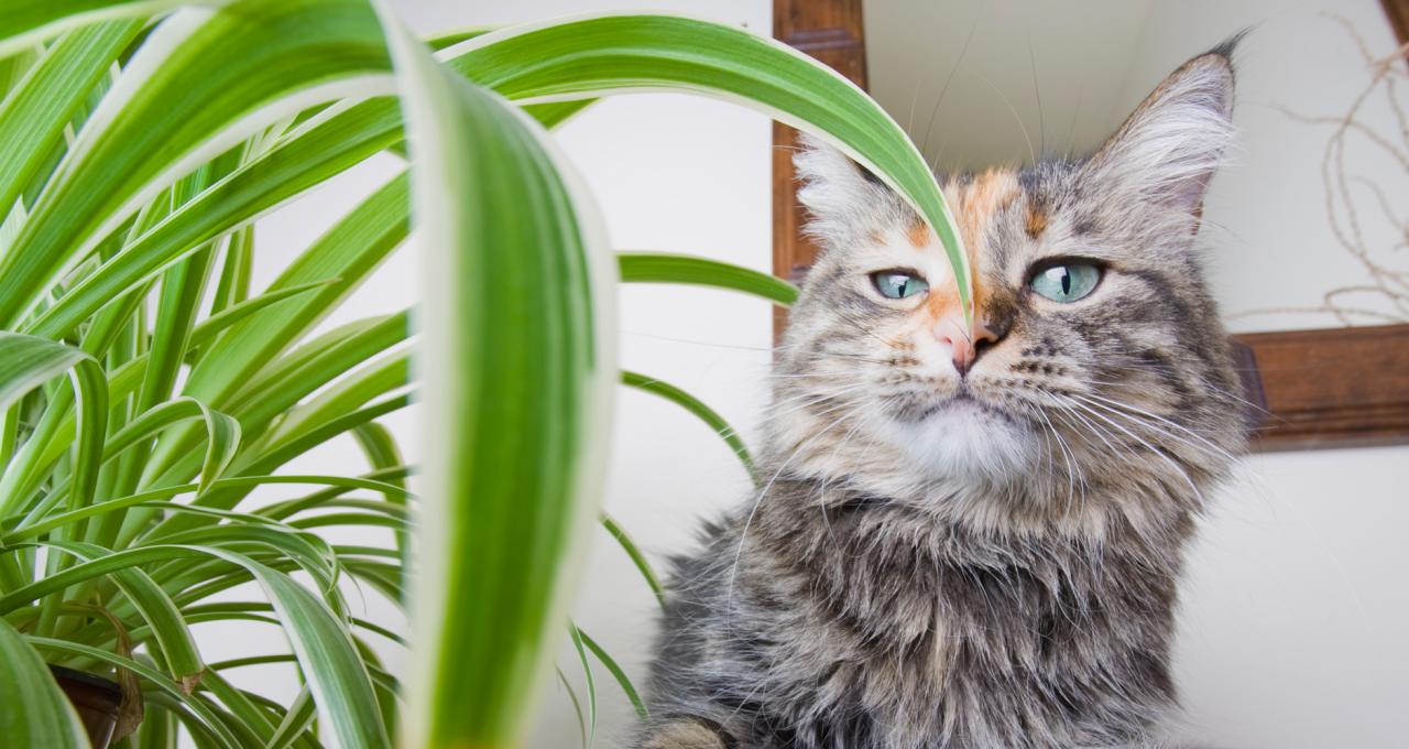 What plants are toxic to cats - PetSchoolClassroom