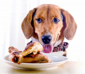 How to boil Chicken for a dog? - PetSchoolClassroom