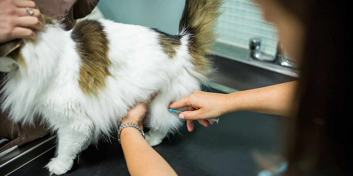 What vaccines do indoor cats need PetSchoolClassroom