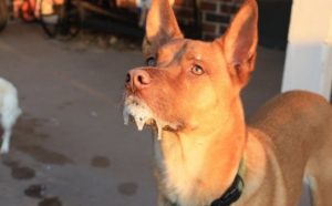 How do Dogs get Rabies? - PetSchoolClassroom