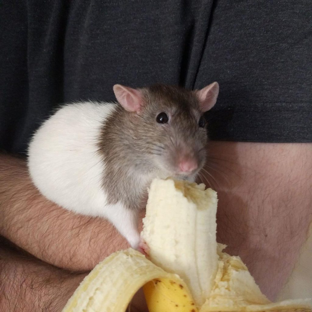 Can rats eat bananas? PetSchoolClassroom