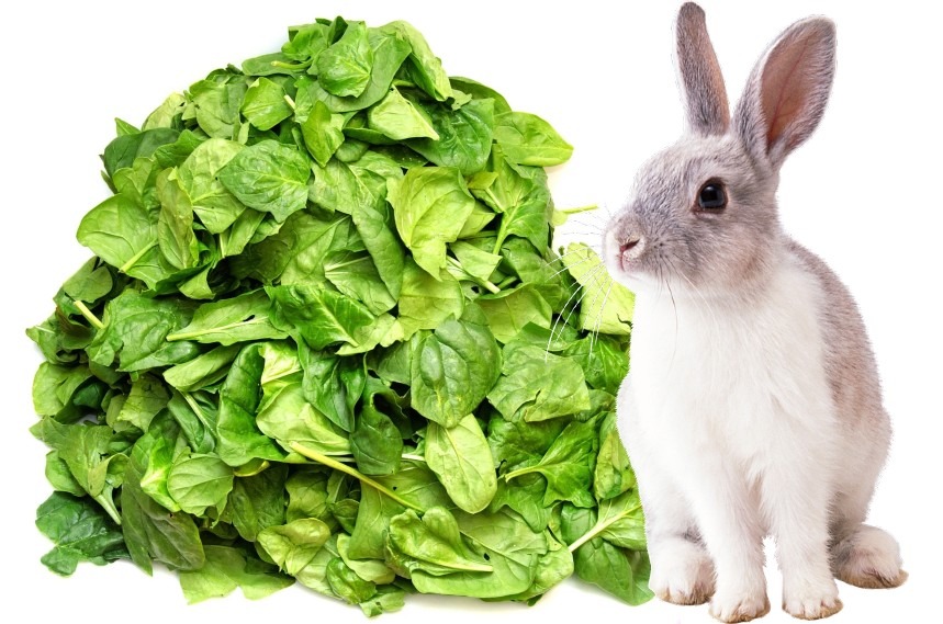 what-vegetables-can-rabbit-eat-petschoolclassroom