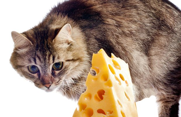 can cats eat Cheese?Is Cheese Bad for Cats? - PetSchoolClassroom