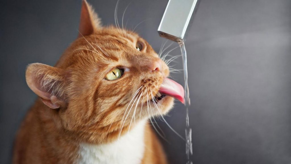 is-tap-water-bad-for-cats-petschoolclassroom