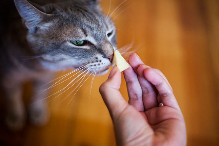 can cats eat Cheese?Is Cheese Bad for Cats? - PetSchoolClassroom