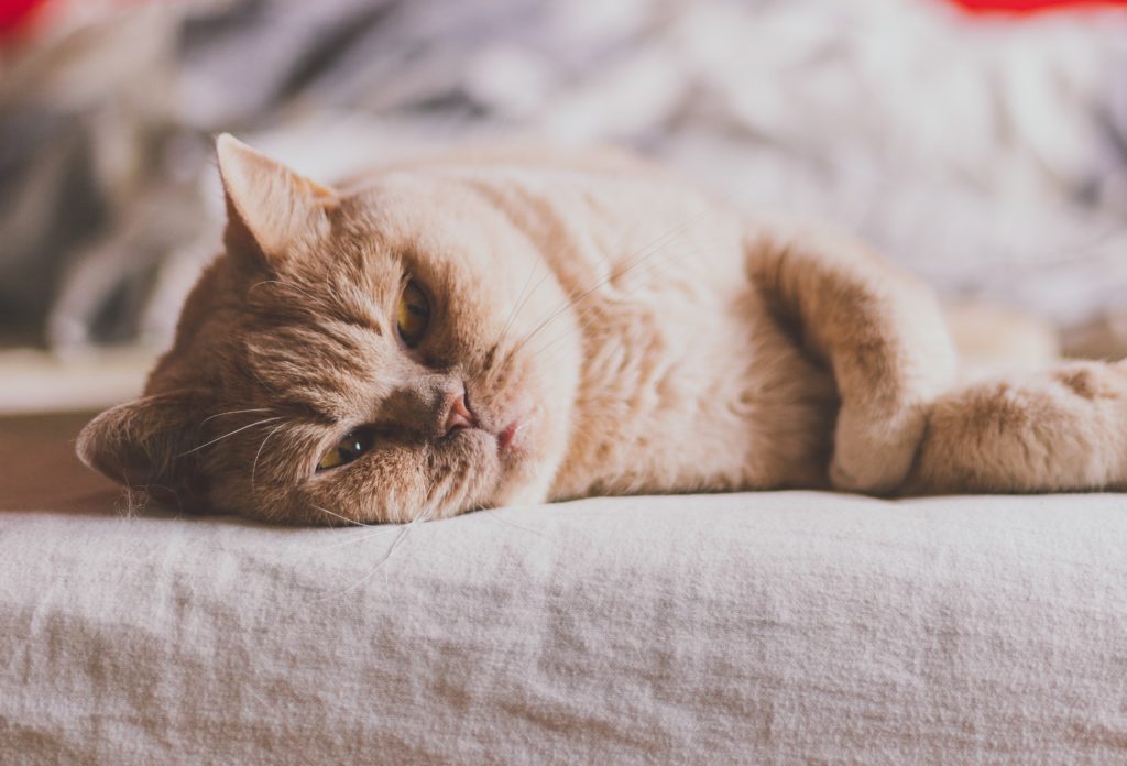 Why Do Cats Sleep on Your Bed? - PetSchoolClassroom