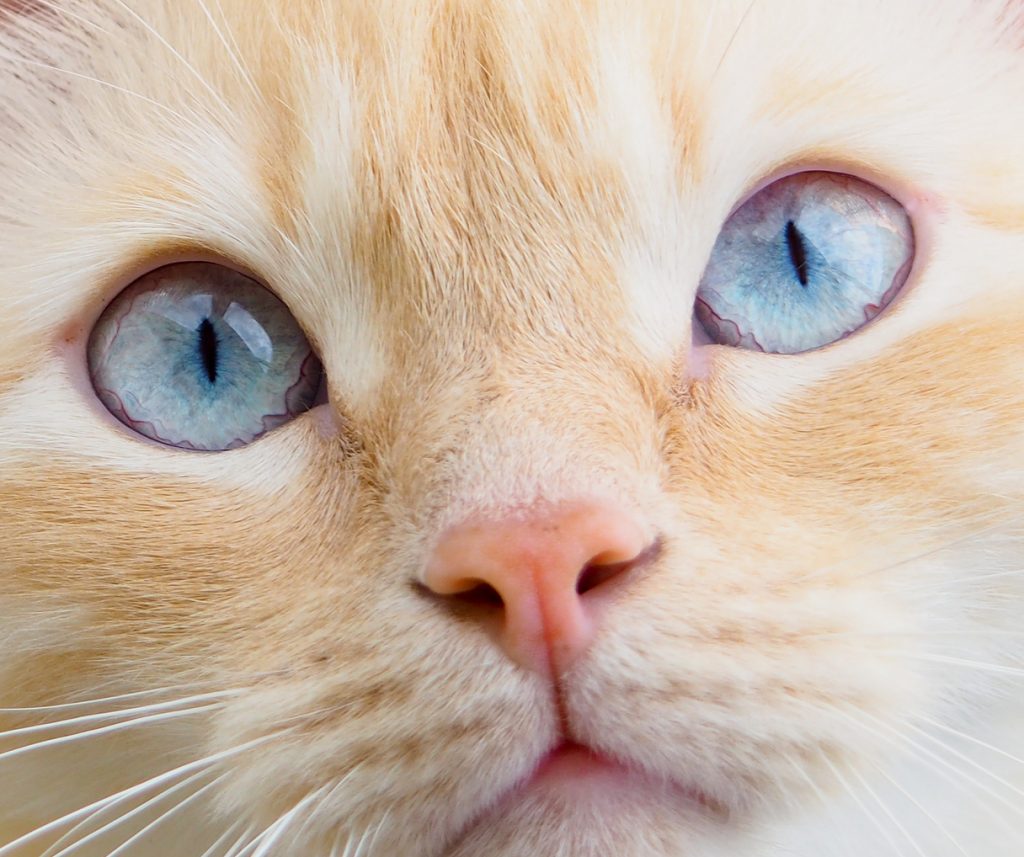 How to get rid of pink eye in cats PetSchoolClassroom
