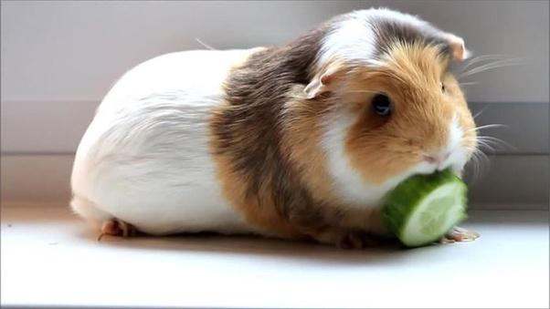 Can Guinea Pigs Eat Cucumbers - PetSchoolClassroom