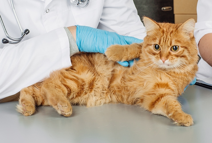 how-can-i-treat-my-cats-uti-at-home-petschoolclassroom