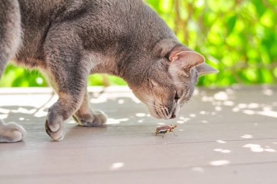 why are there bugs in my cat food