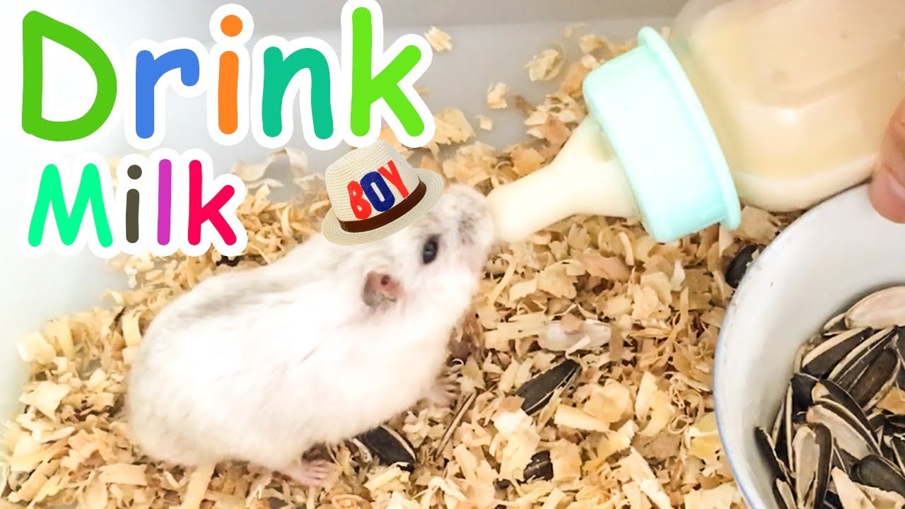 Can Hamsters Drink Milk? - PetSchoolClassroom