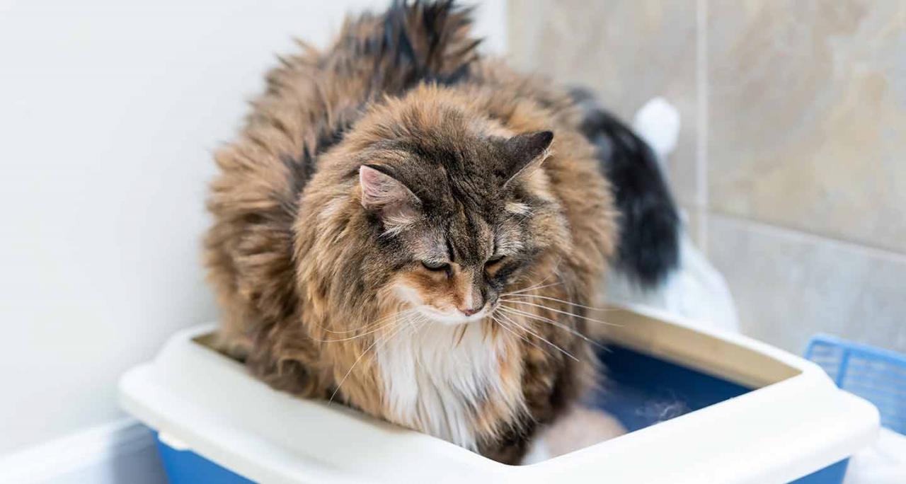 how-to-stop-chronic-diarrhea-in-cats-petschoolclassroom