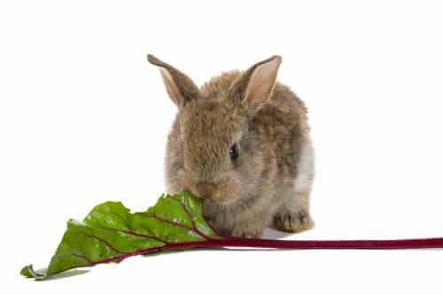 can-rabbits-eat-beets-petschoolclassroom