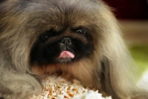 Is Rice Good for my Dog? - PetSchoolClassroom