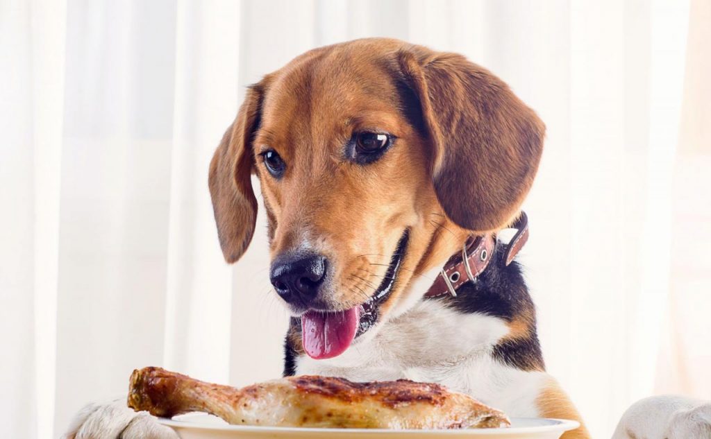 can-dogs-eat-boiled-chicken-petschoolclassroom