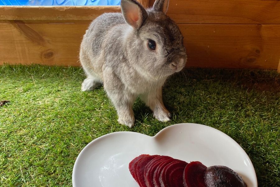 can-rabbits-eat-beets-petschoolclassroom