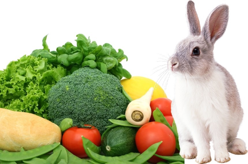 What Veggies Can Bunnies Eat Everyday