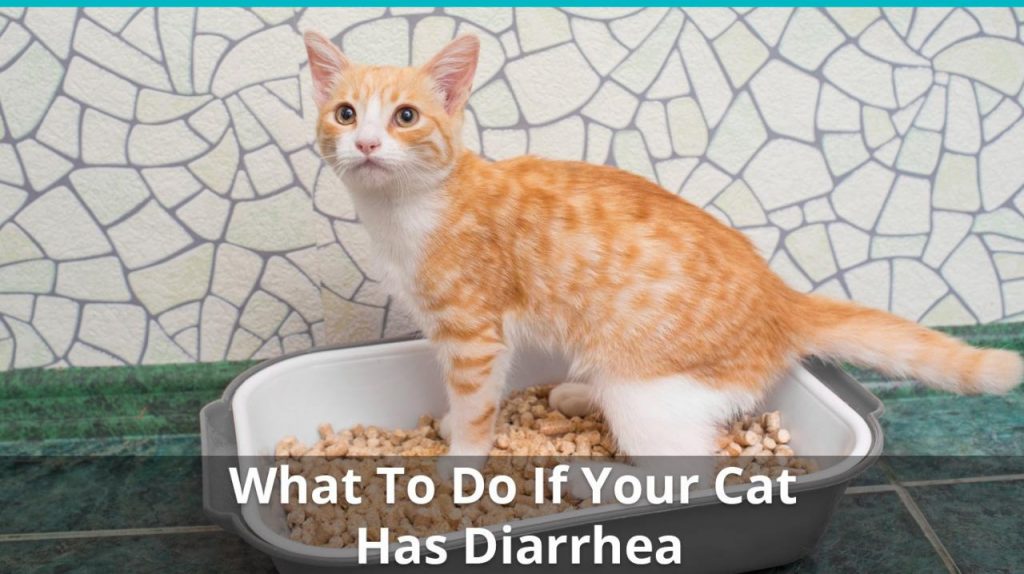 What causes diarrhea in cats - PetSchoolClassroom