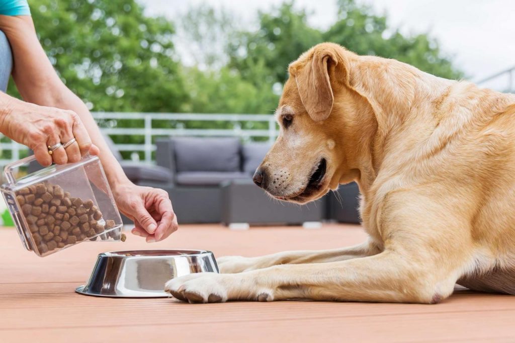 what-not-to-feed-dogs-petschoolclassroom