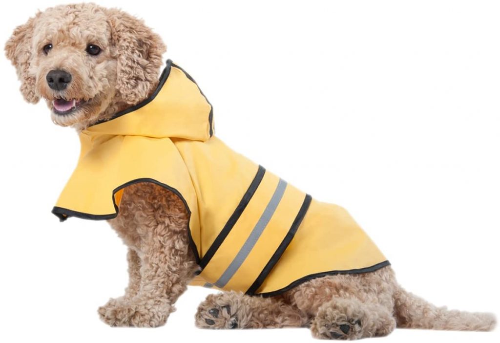 How to Protect Your Dog from Rain? - PetSchoolClassroom