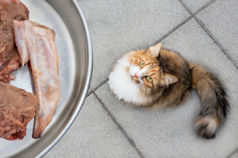 Can a cat eat raw chicken? - PetSchoolClassroom