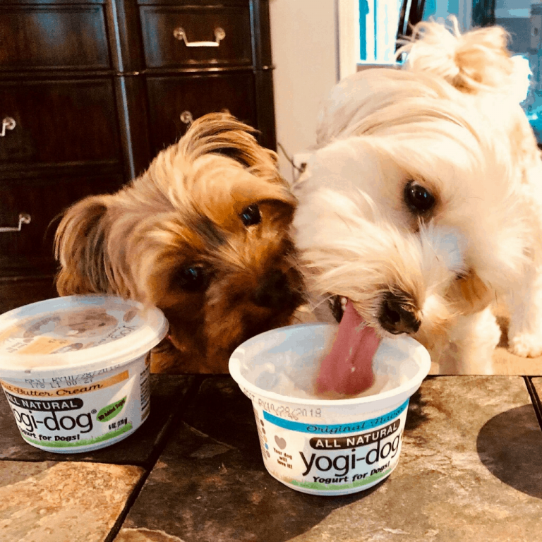 what-kind-of-yogurt-can-dogs-eat-petschoolclassroom