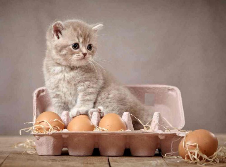 can-cats-eat-boiled-eggs-petschoolclassroom